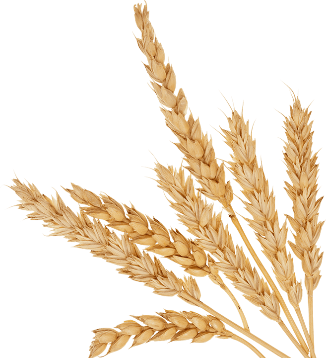 A close-up of several golden wheat stalks with ripe heads, fanned out against a plain white background.